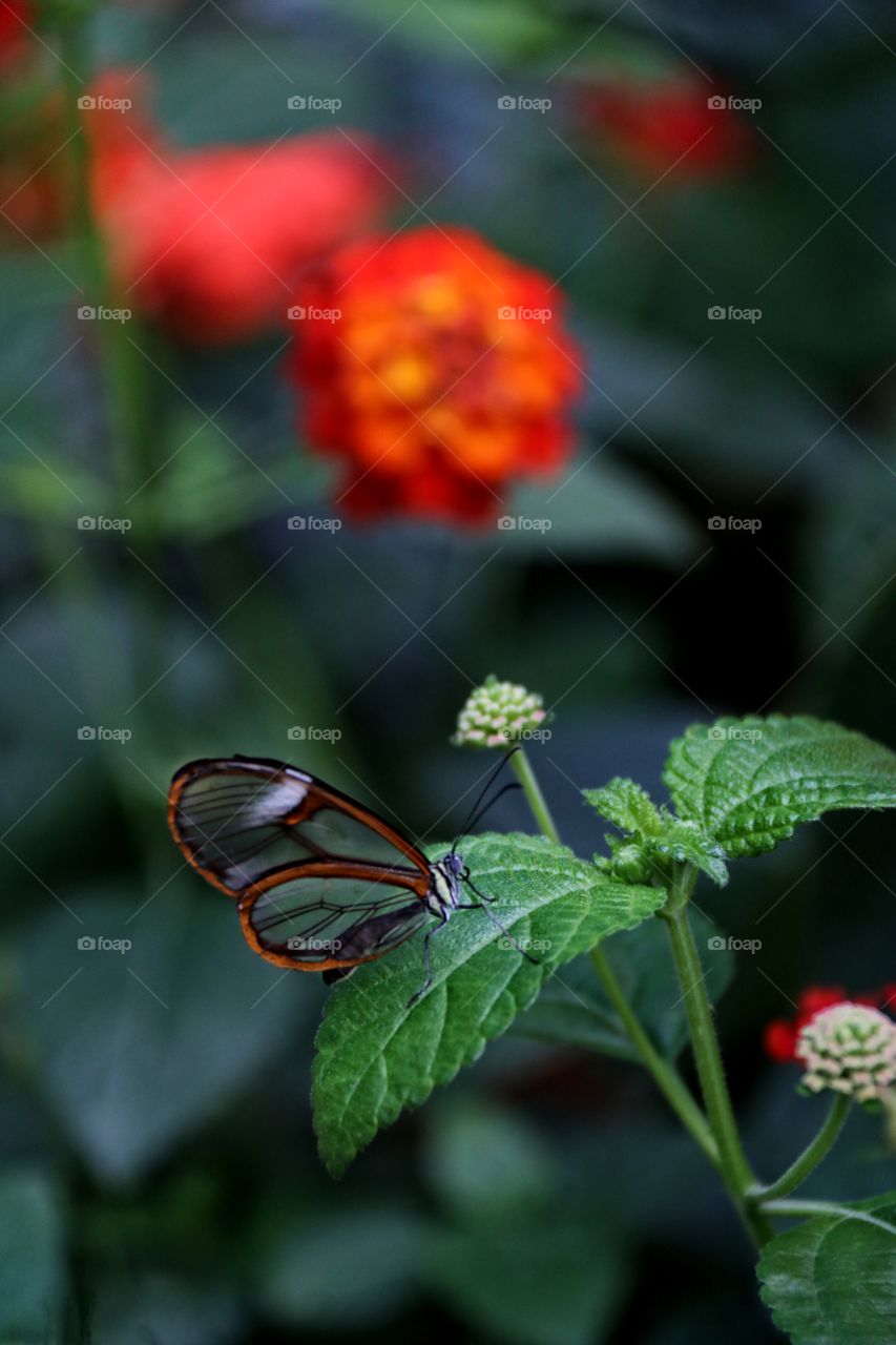 A transparent winged black butterfly resting atop a flower macro closeup