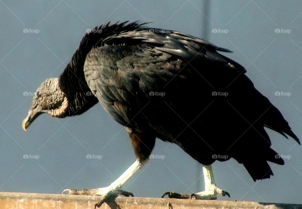 Vulture Walking Along a Wall