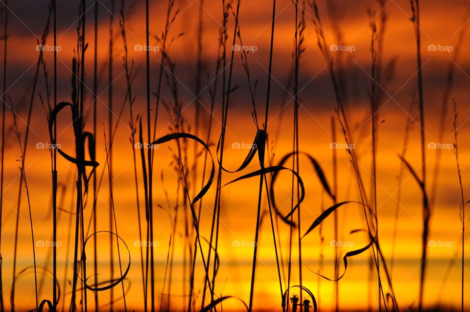 Grasses backlit by orange sunrise 