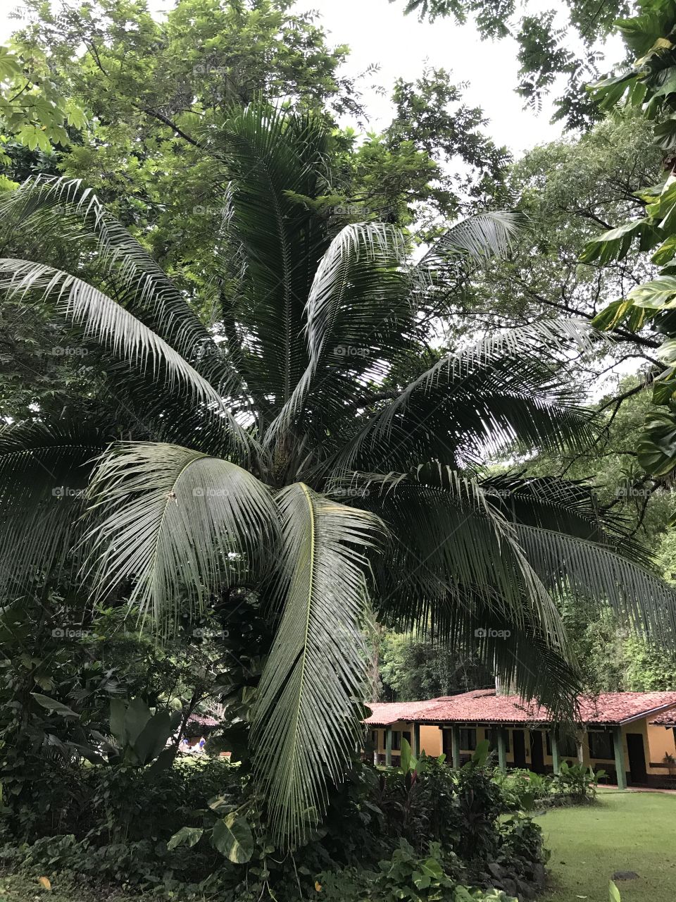 Palm Tree Costa Rica