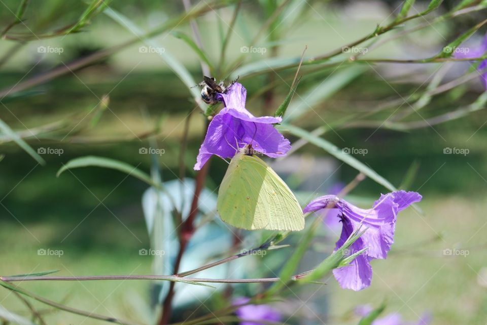 Butterfly bee flower 