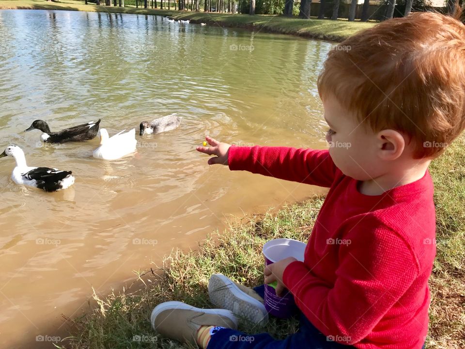 Feeding the ducks 