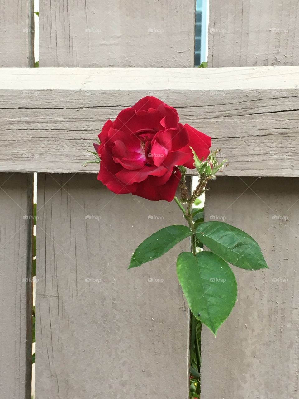 Rose in the fence