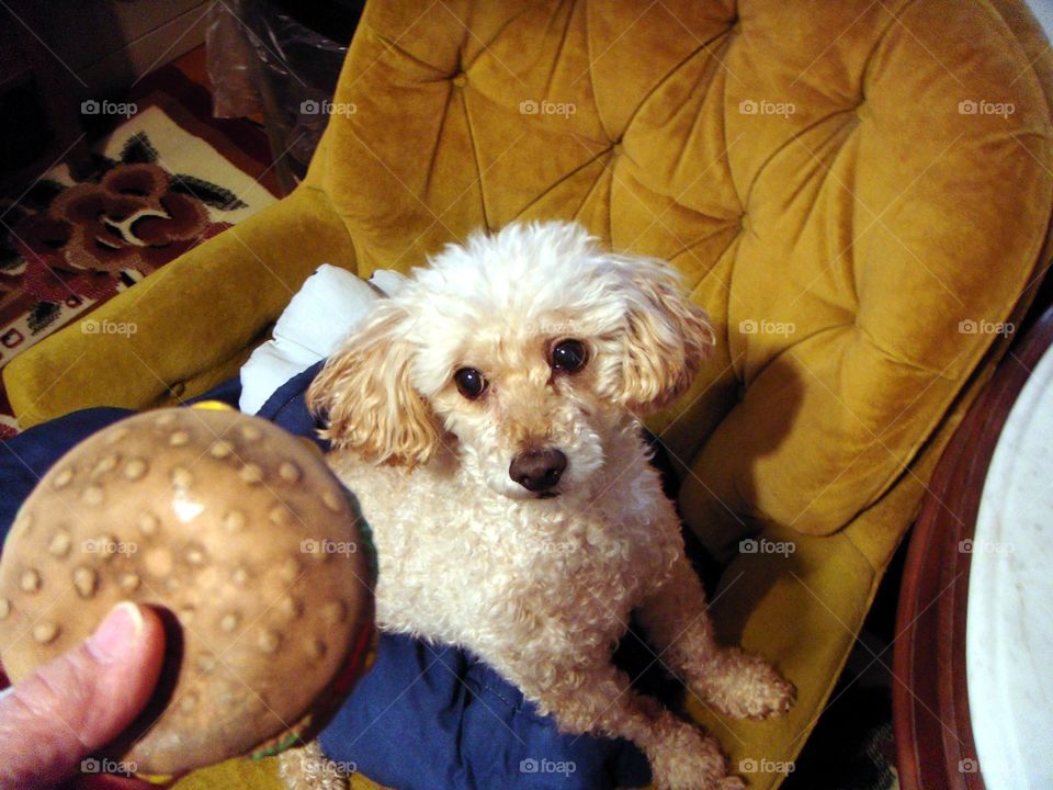 Puppy getting toy hamburger, Anticipation! Staring & waiting for me to throw his toy🐾