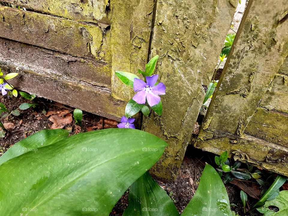 celebrating earth day