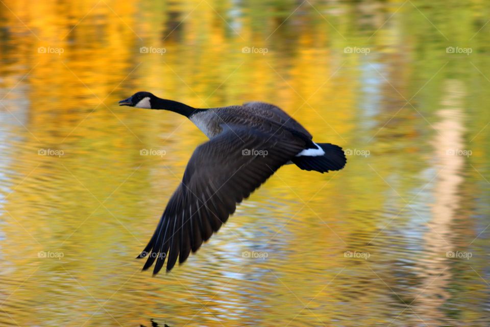 Canada goose