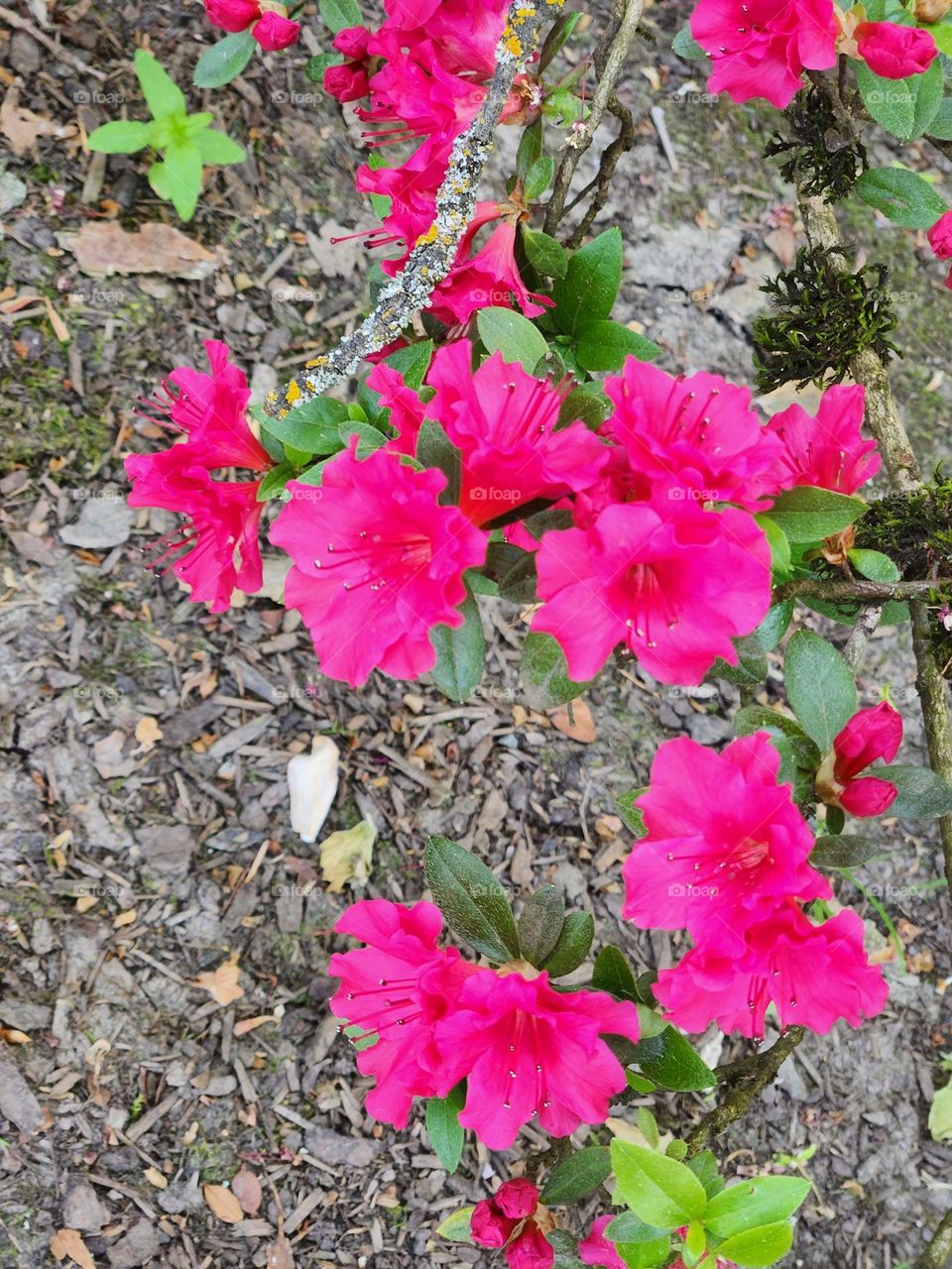 cluster of bright pink flowers with leaves close to the ground in Oregon