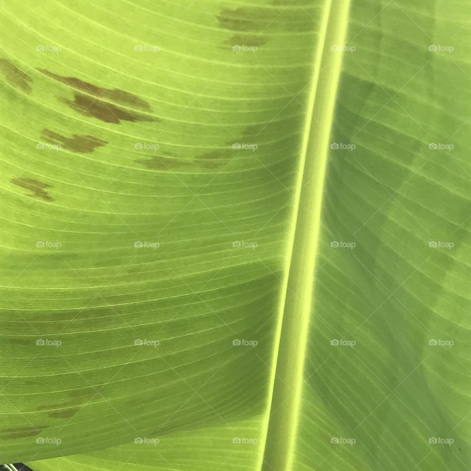 Backlit green banana leaf