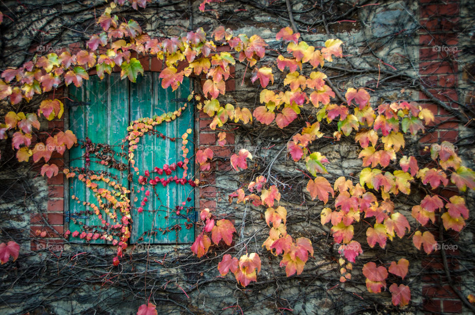 Autumn leaves, south Australia 