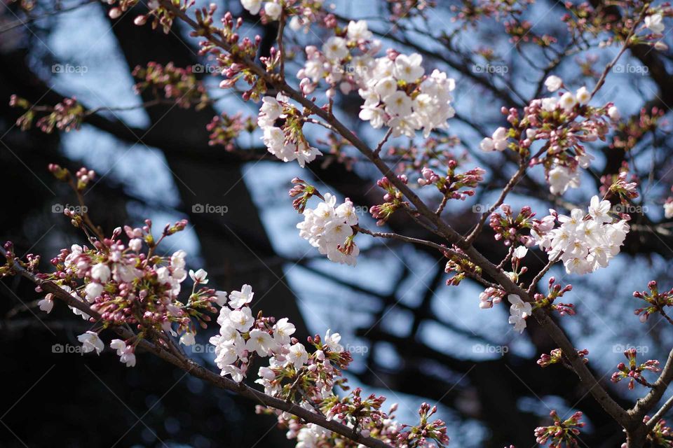 Sakura in Japan