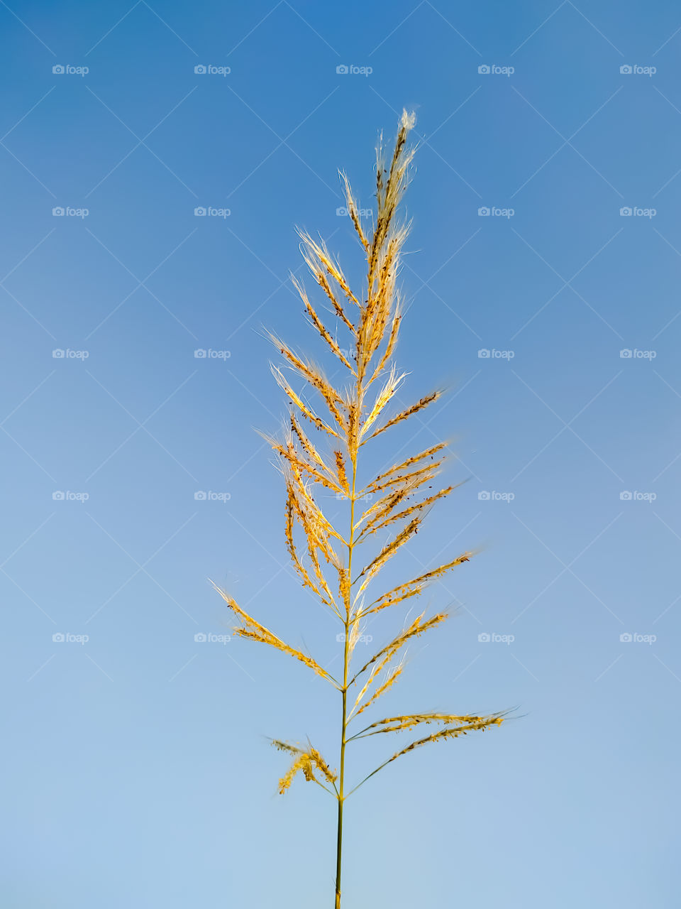 Saccharum spontaneum flower on the backdrop of the sky
