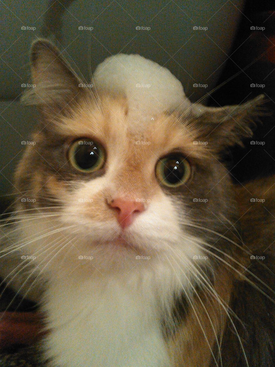 Baby kitty. put bubble bath bubbles on her head