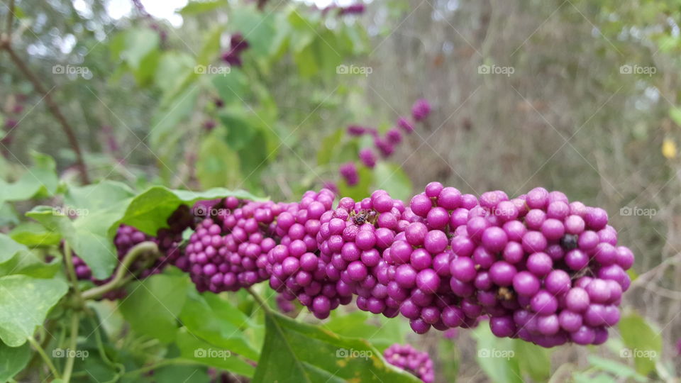 closeup tiny berries