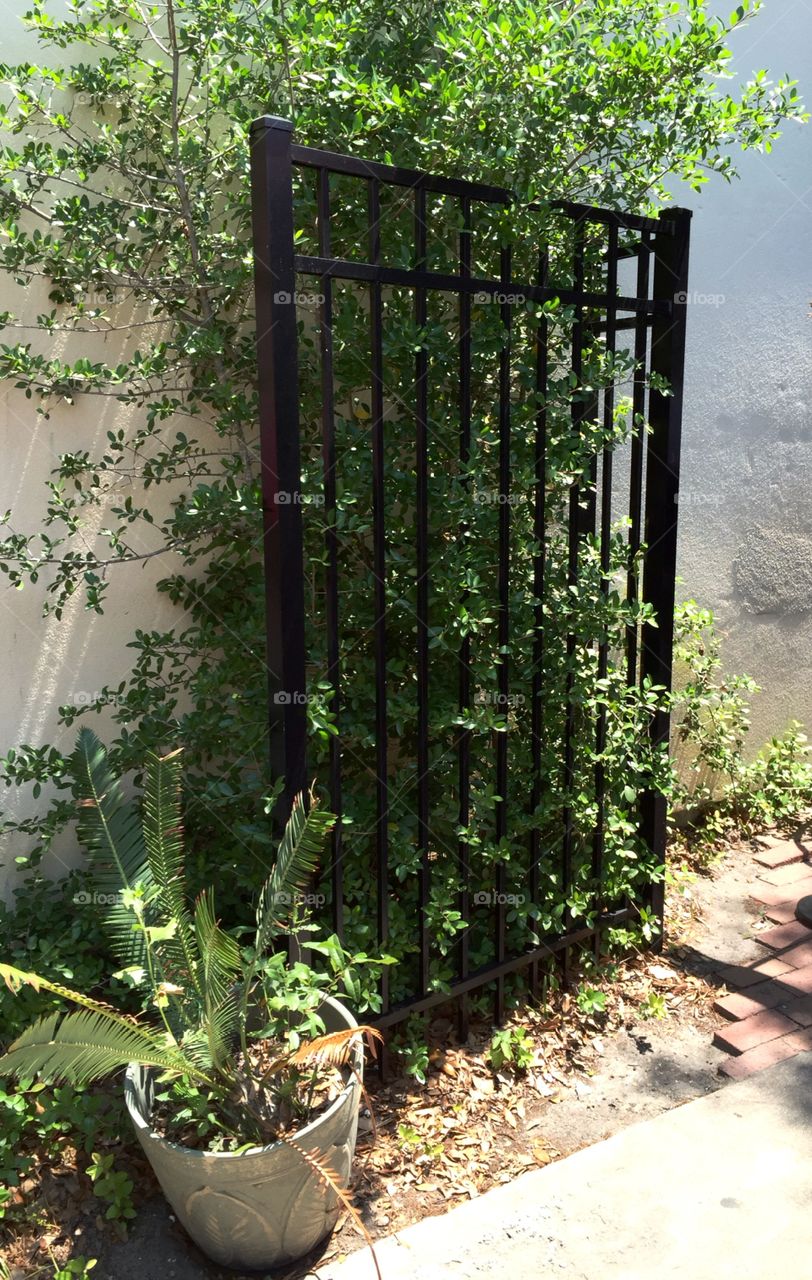 Wrought Iron Gate. Wrought Iron Gate