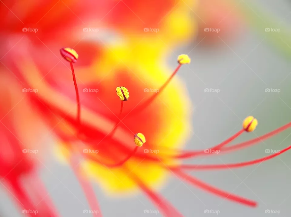 stamens