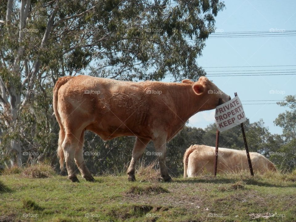 Cow