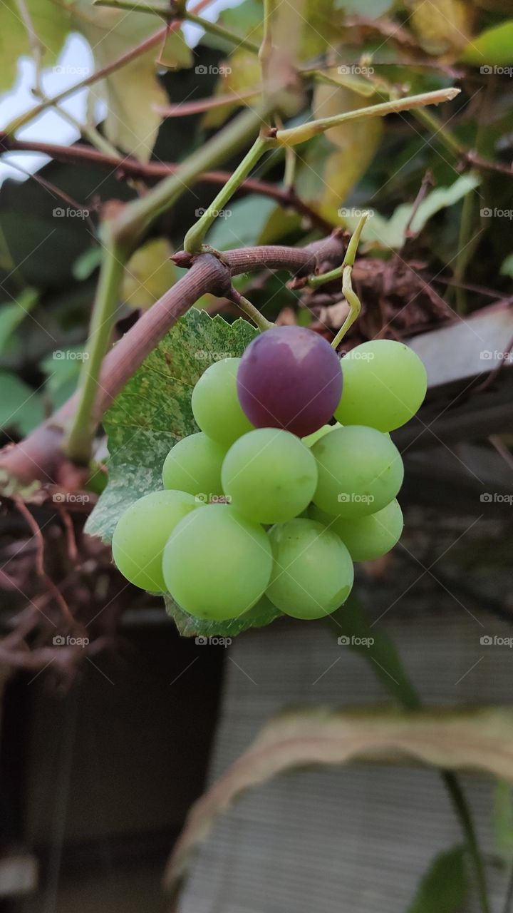 Grapes, even though these grapes are small in size, still taste sweet.