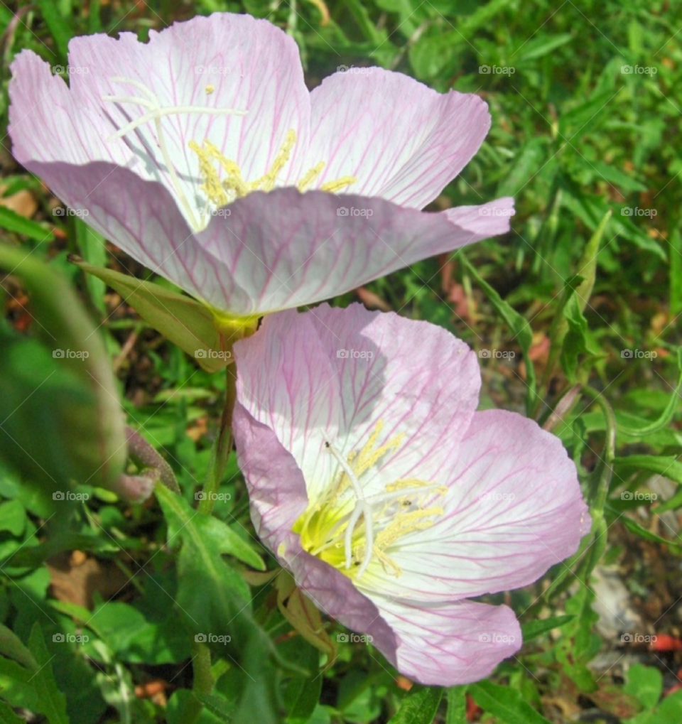 flowers plants purple sunny by Amy