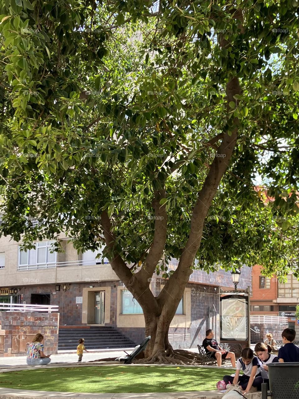 Welcome tree in city