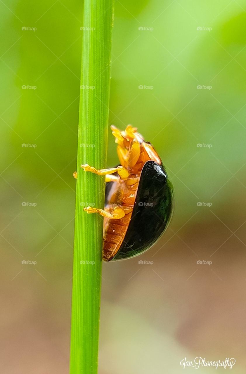 turyle beetle