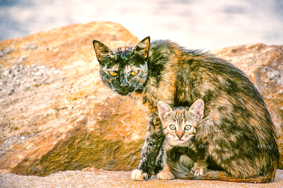 Cat with kitten