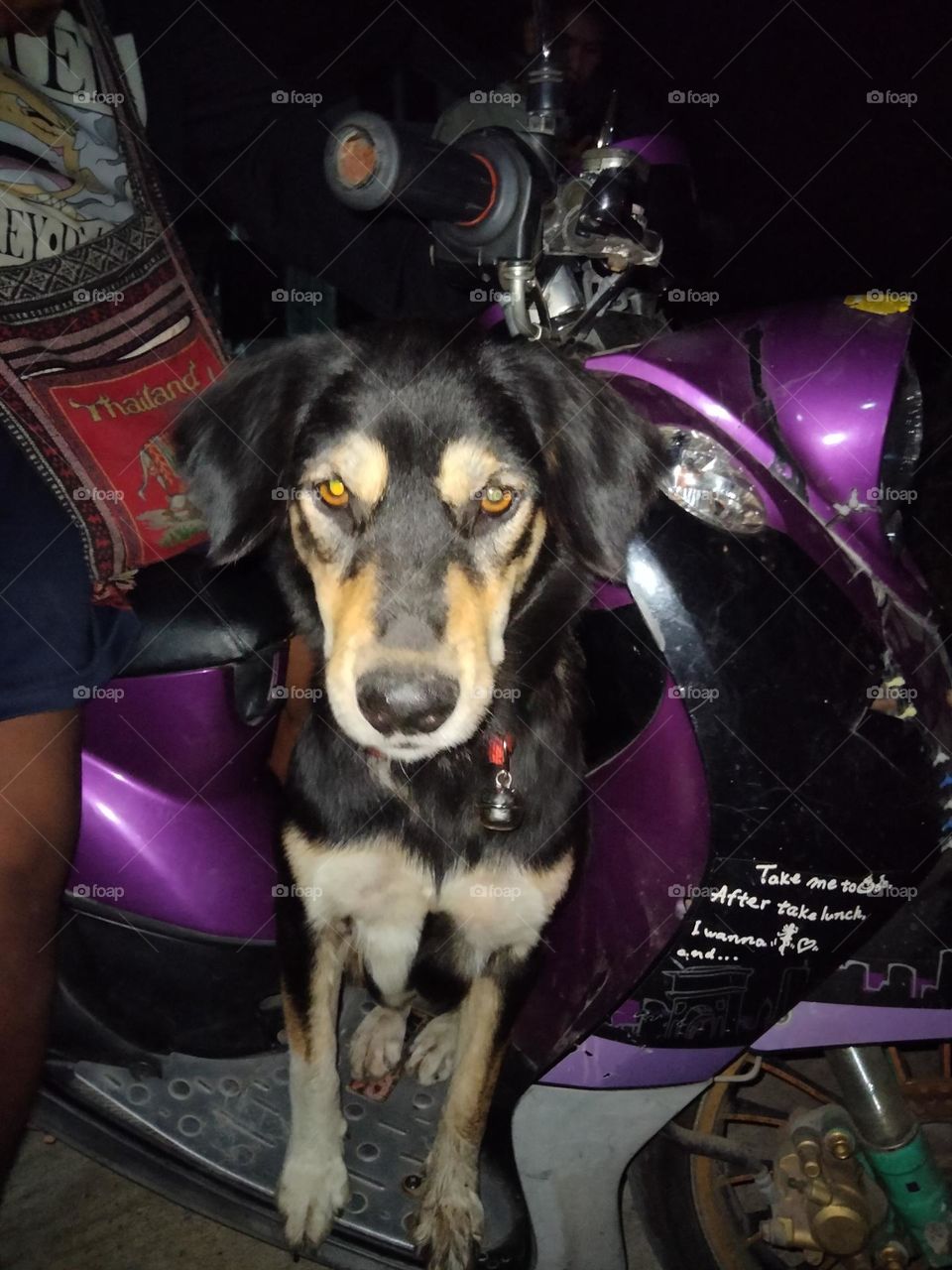 This dog lost his way and came to me.