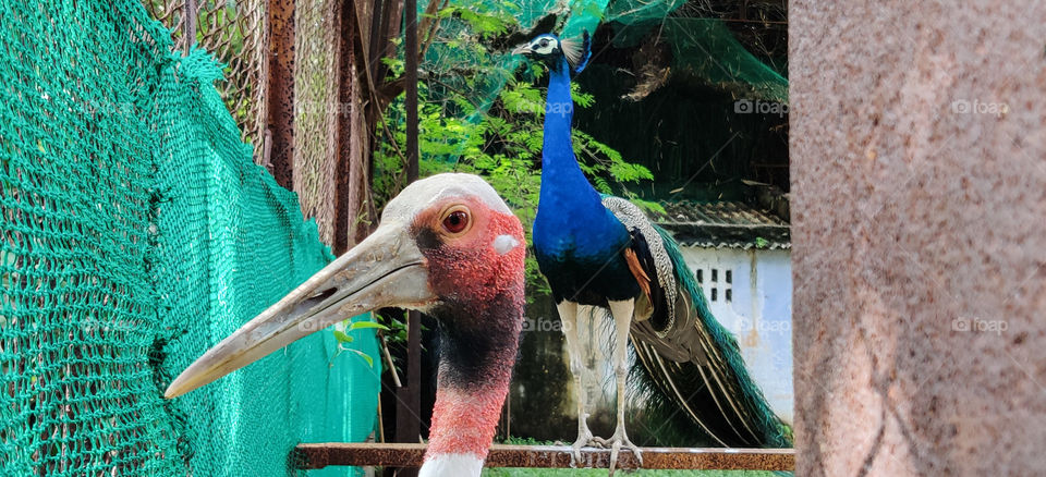 peacock and bird