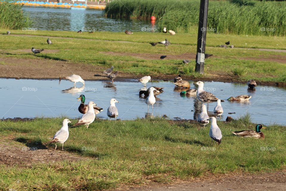 Water, Lake, Pool, Bird, Nature