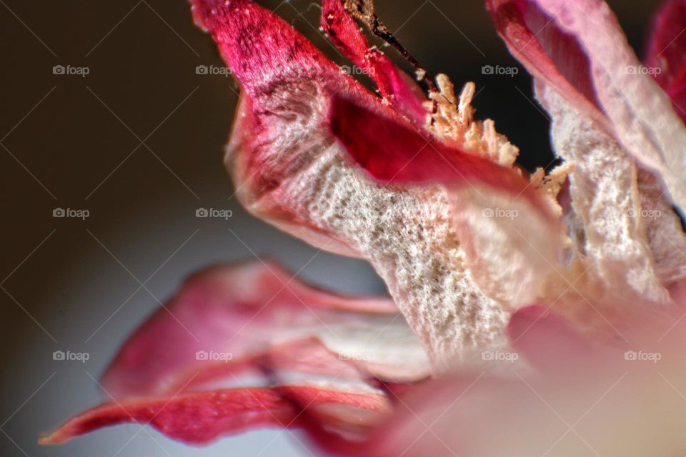 Macro photo of a dried up pink cactus flower