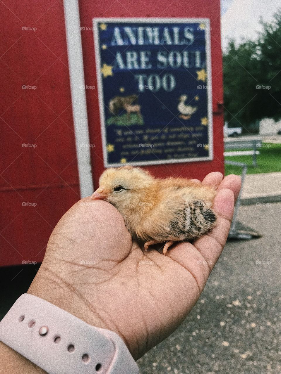 No Person, Bird, One, Poultry, Outdoors