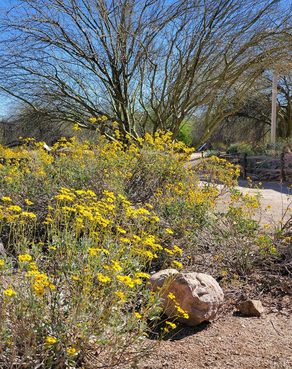 Yellow Spring in the Desert