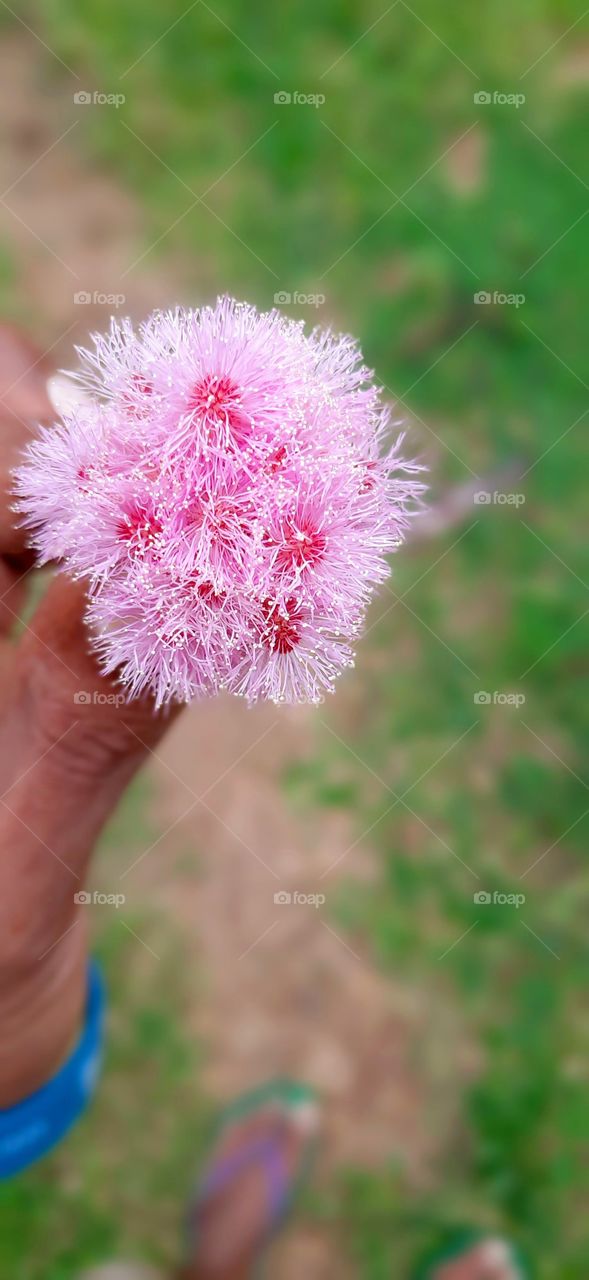 beautiful colour of flowers