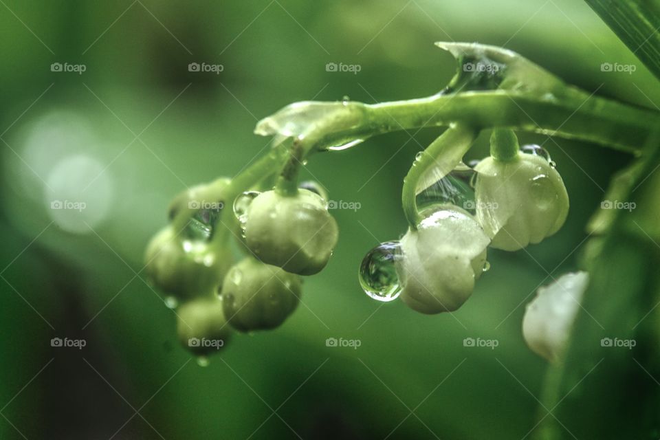 Lily of the valley in Rain