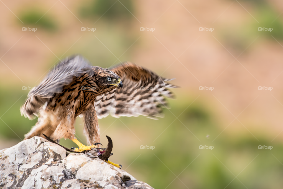 The eagle bird pounced on another bird