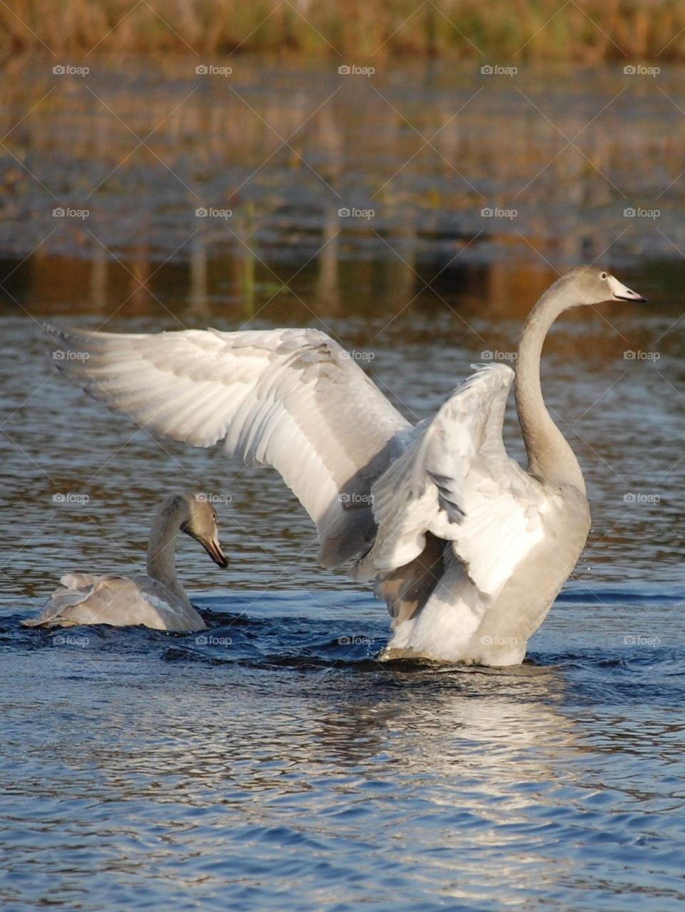 Wings of the swan