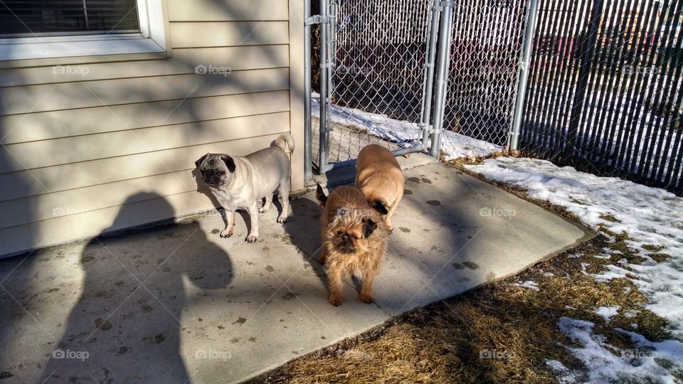 Winter Pugs. Pugs and a griffon on a winter day.