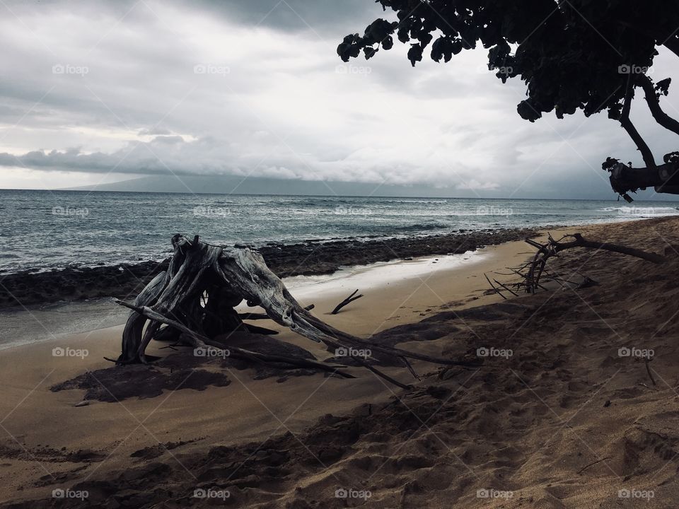 Driftwood with dramatic sky
