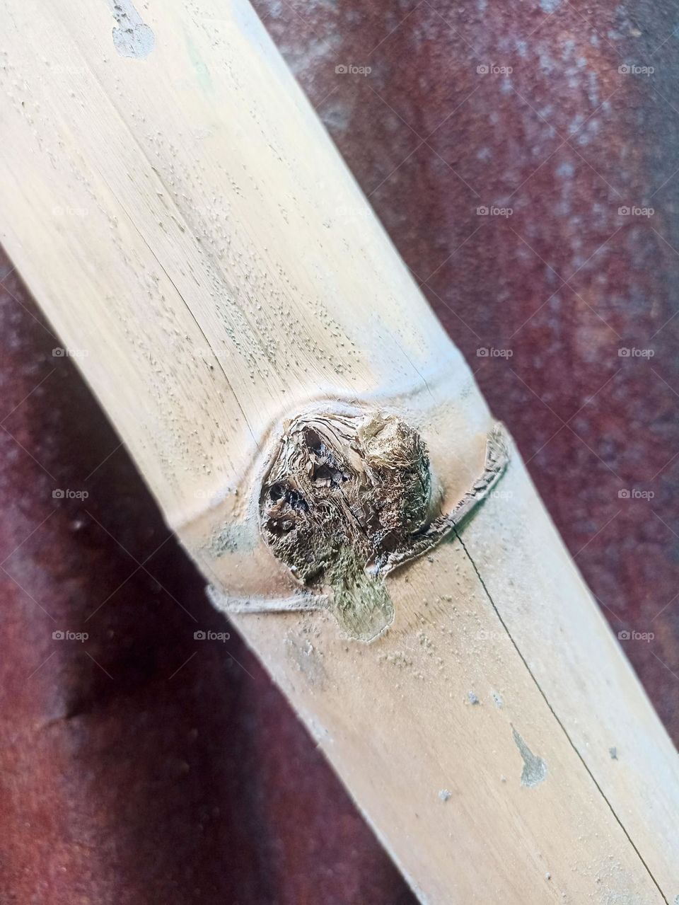 Close-up view of a piece of bamboo leaning across to the left