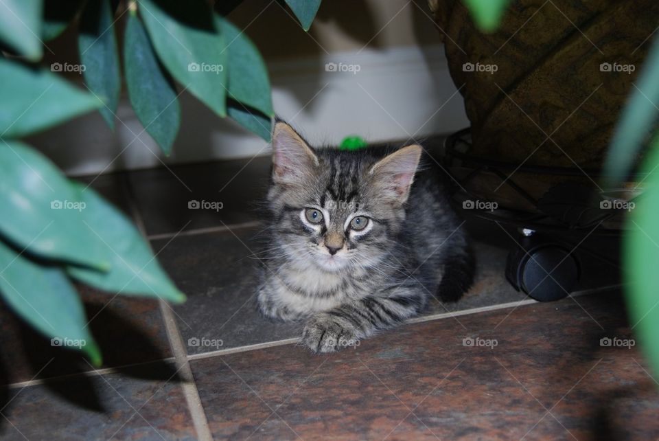 Close-up of kitten sitting on floor