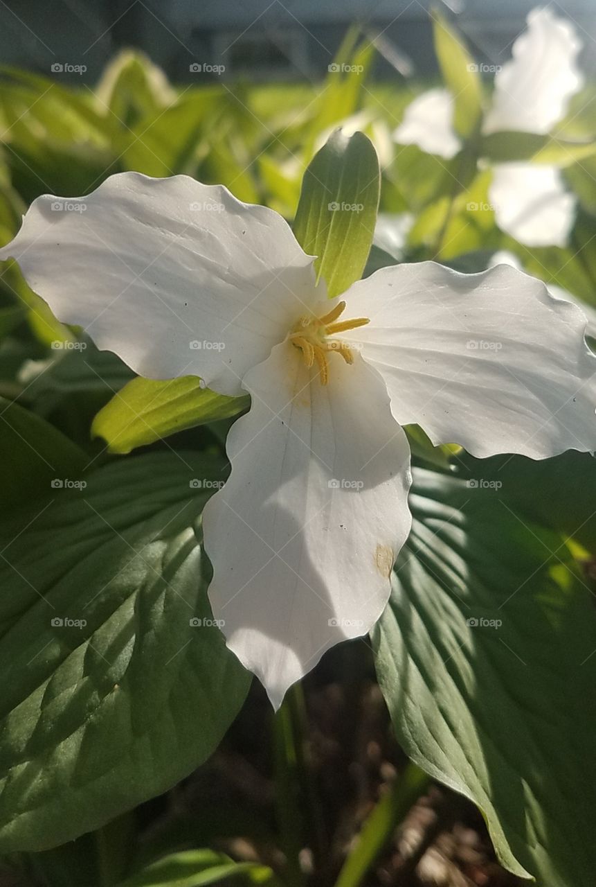 Trillium
