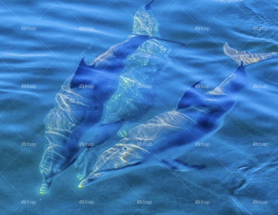 Pod of dolphins playing