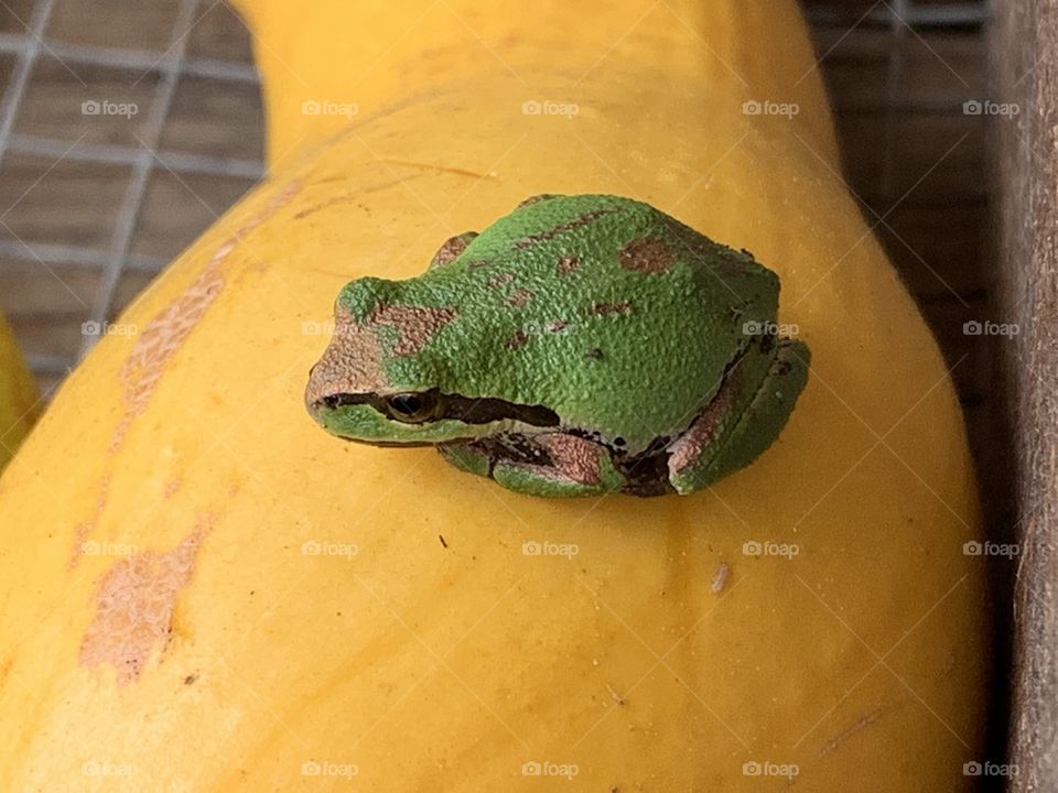 Tree frog sitting on butternut squash 