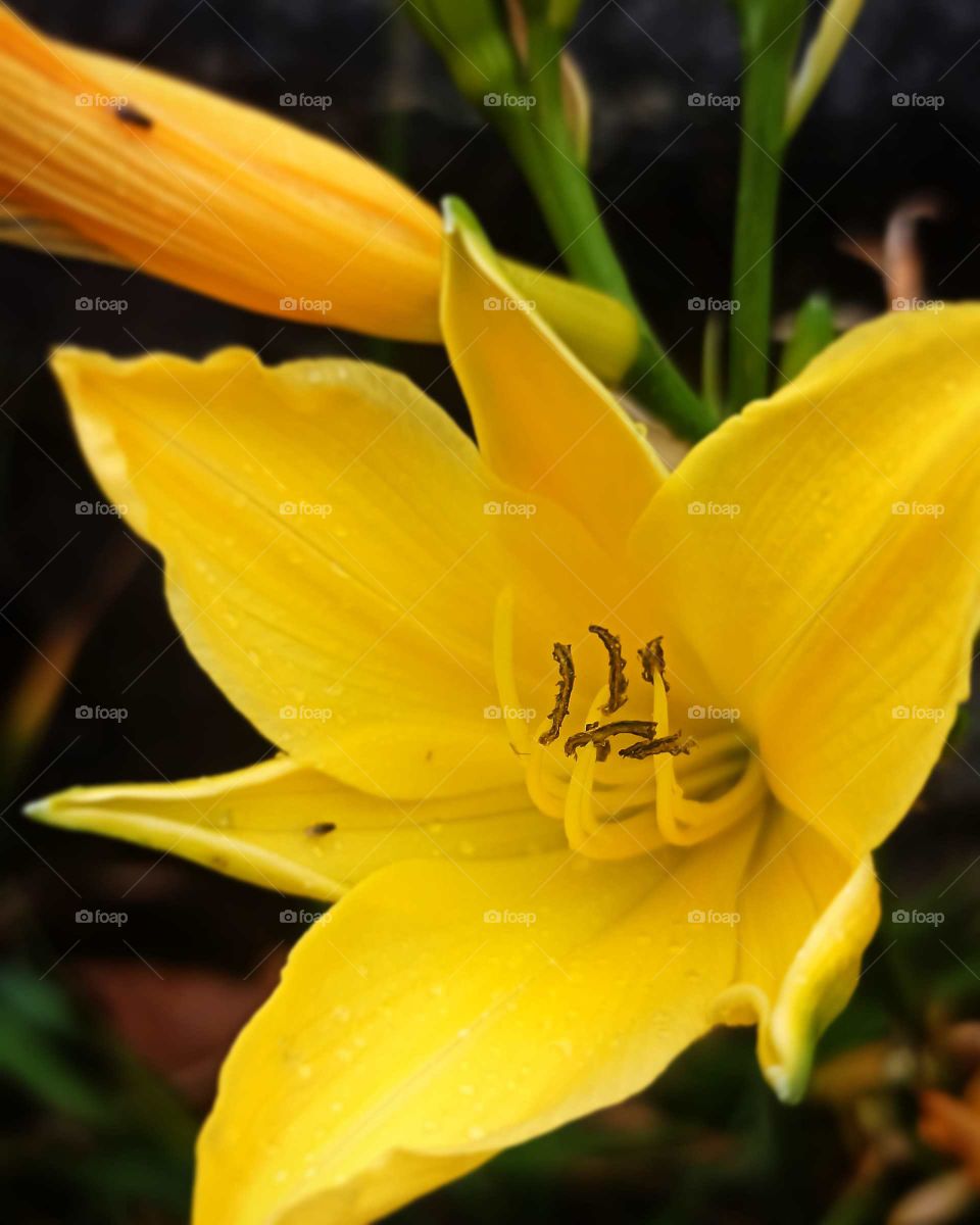 A Mais Bela Existência