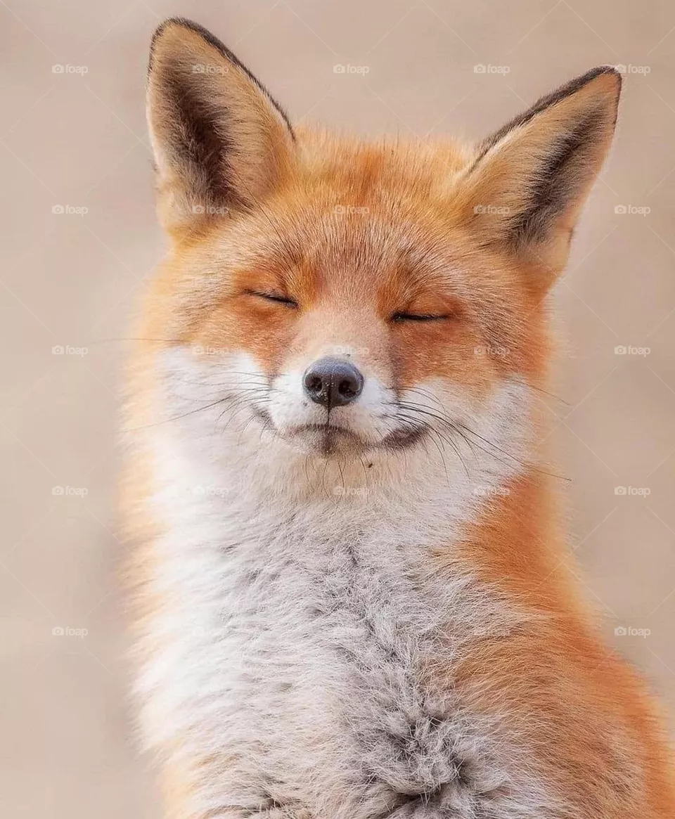 Happy nap