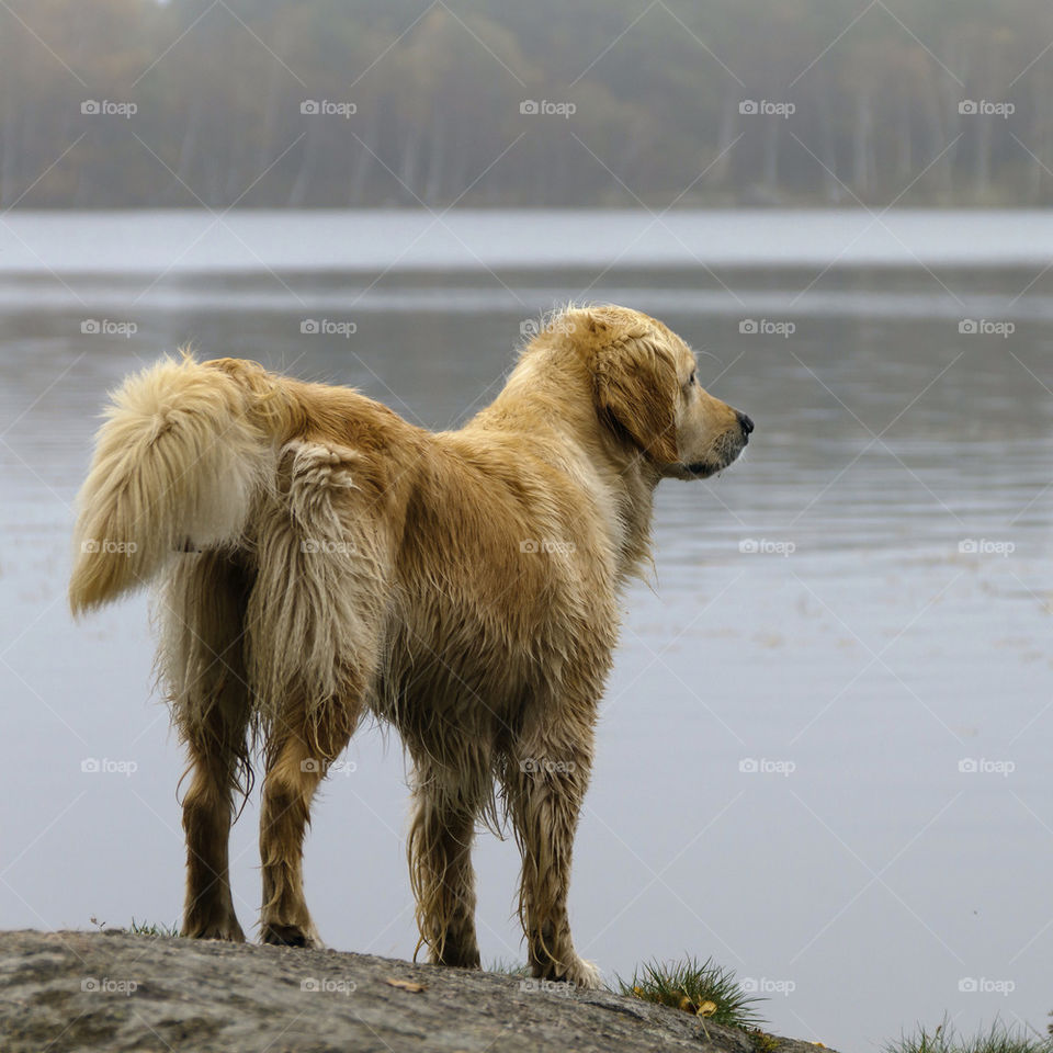 A dog on rock looking over the lake