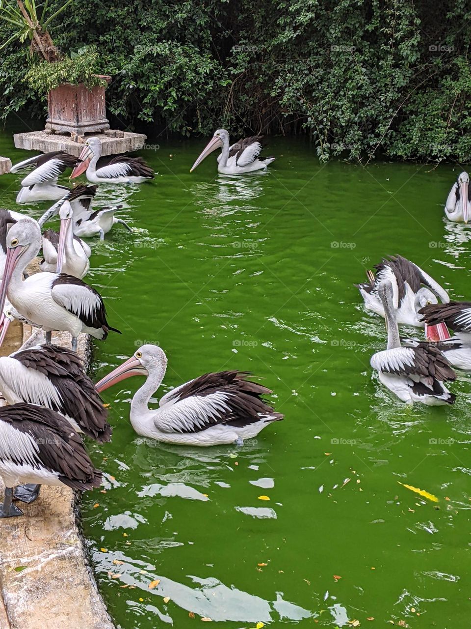 pelicans