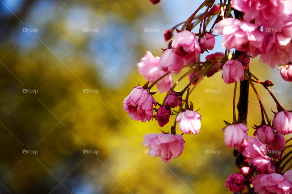 Pink flower blooming on branch