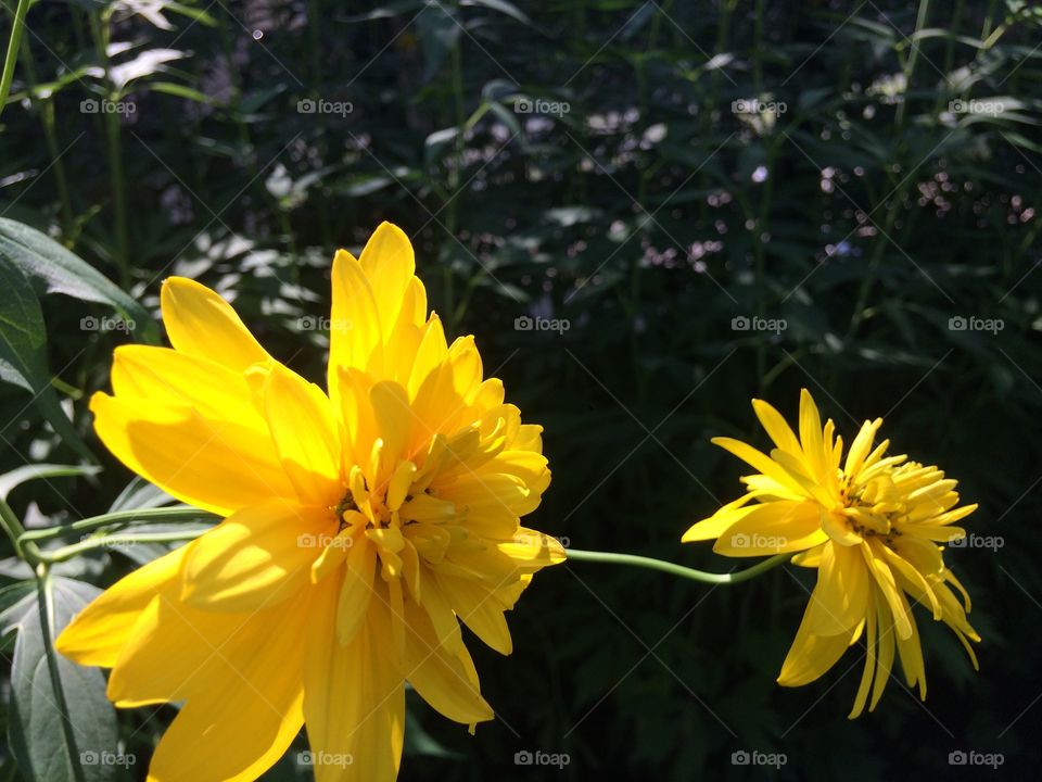 Bright yellow flowers 