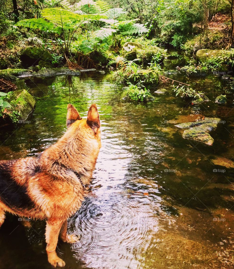German Shepherd in the local river with lush tropical plants 