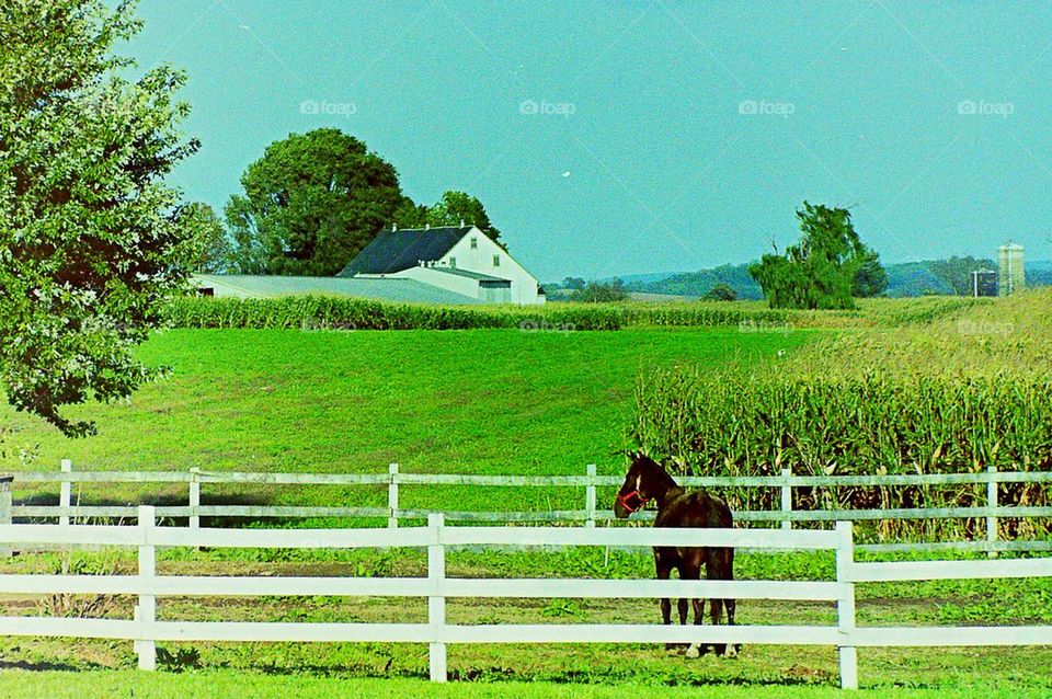 Amish Farm